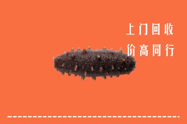宁晋回收海参